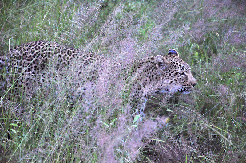 Melanie Heinrich - travel images - Lion Sands Private game reserver Hazyview